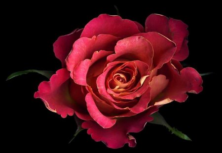 The rose - flower, rose, black, beauty