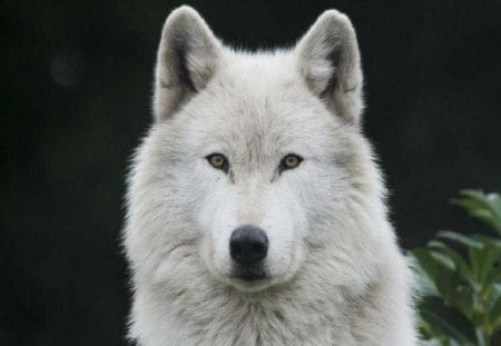 Picture Perfect - white wolf, dogs, animals, wolf