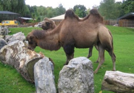 Camels At Chester Zoo - animal, camel, chester, zoo