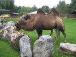 Camels At Chester Zoo