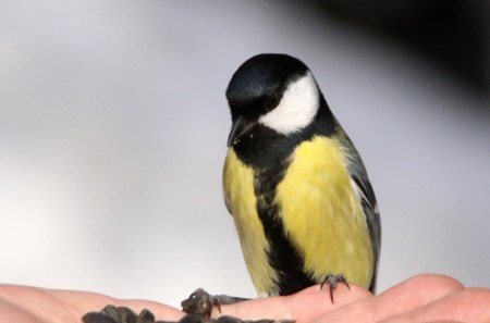 The Titmouse - hand, titmouse, seeds, timouse