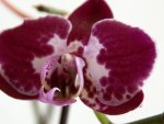 A Lovely Orchid