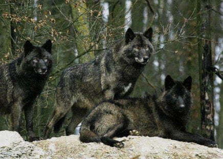 Black Wolves - wolves, nature, black wolves, animals, dogs