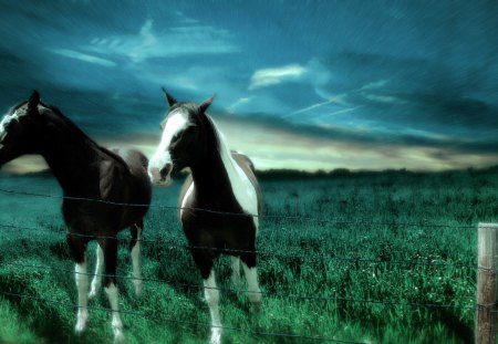 Caballo y pradera - fields, praire, horse, grass