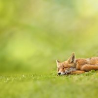 fox