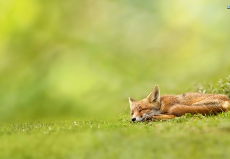 fox - fox, sleep, forest, peaceful, animal, grass, wilds