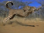 cheetah jump