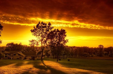 leve de soleil - fields, leve, tree, sun