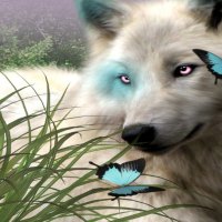 Butterfly Wolf