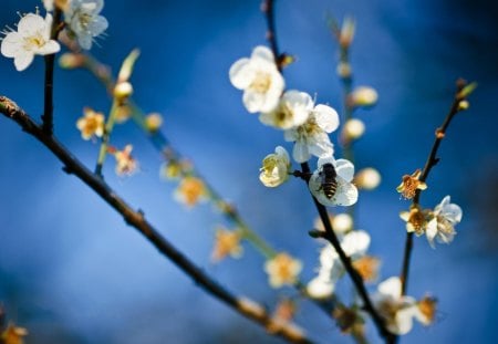 Bee On The Pollen Hunt - flowers, branches, nature, cherry blossoms, spring, tree