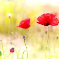 ~Poppy Fields~