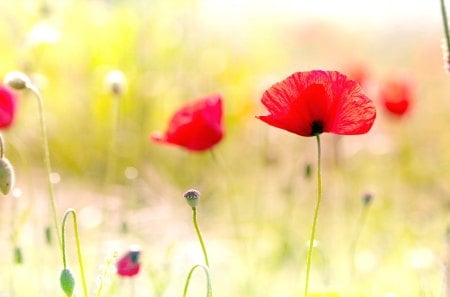 ~Poppy Fields~ - red, petals, poppies, flowers, spring, fields, nature