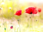 ~Poppy Fields~