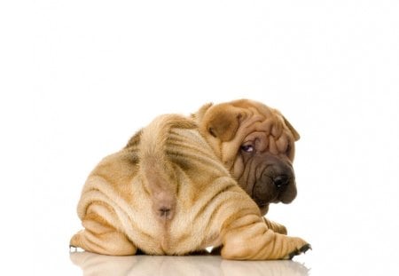 So What!!you never see a shar pei ?