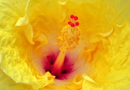 ~Yellow Hibiscus~ - flower, bright, petals, hibiscus, beautiful, spring, yellow