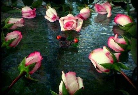 Pink roses - pink roses, ladybug, petal, green leaves, color