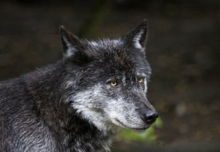 Old Timber Wolf - nature, predator, wilderness, black