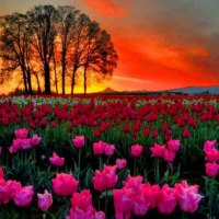 Field Of Tulips