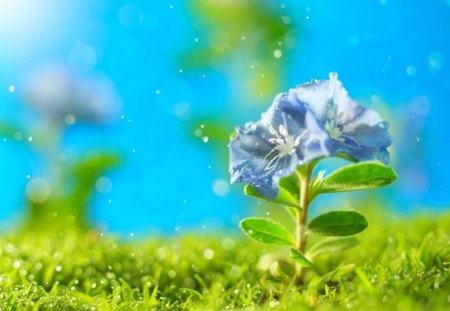 Blue flower - green grass, flower, plants, nature