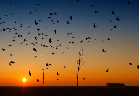 Beautiful Sunset - clouds, natur, birds, sunset, sun, sky