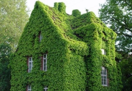 Green House - house, trees, window, green leaves, architecture, sky