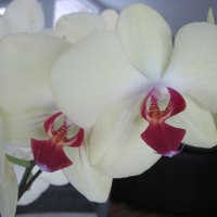 Orchids in my kitchen