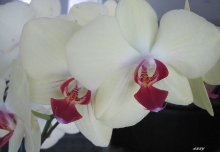 Orchids in my kitchen - orchids, yellow, photography, red, flowers