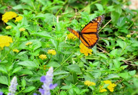 Butterfly - bugs, butterfly, yellow, conservatory, flowers, garden