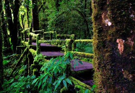 RAINFOREST BRIDGE - wooden, rainforest, green, bridge