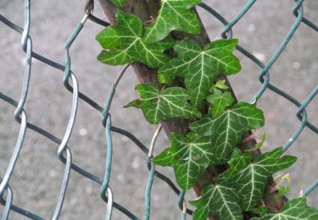 Climbing Ivy - Plants, Ivy, Parasites, Nature