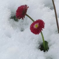 Blooming in the Snow