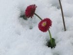 Blooming in the Snow