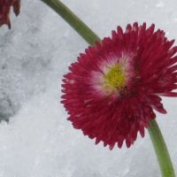 Pink in Snow