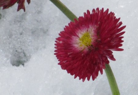 Pink in Snow - flowers, flora, pink, snow