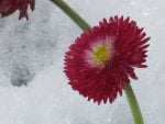 Pink in Snow