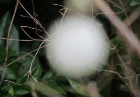 Shining in the Undergrowth - white, winter, orbs, undergrowth