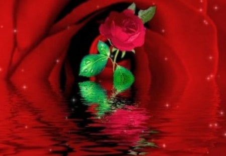 the rose - rose, love, red, valintine