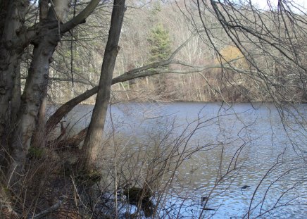 Lake With Trees - pretty, trees, water, pond, outdoors, nature, ul, lakes, wildlife, ter