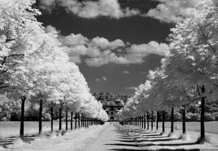 * - trees, landscape, wp, bw, avenue, road