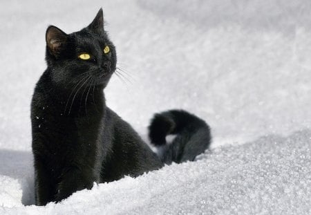 Black Cat - black cat, adorable, cat, snow, winter, snowflakes, cute, black