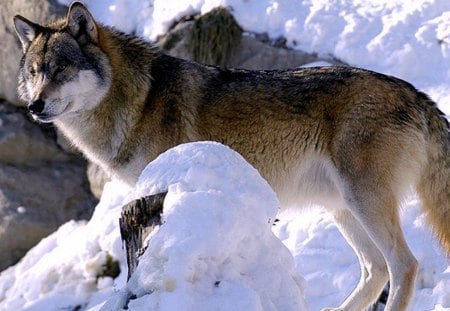 snowy wolf - mountain, photo, wols, snow