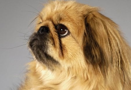 Pekingese gizmo