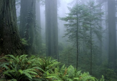 Misty Morning - trees, forest, fern, mist