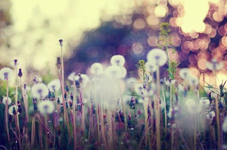 Dandelion - january, flowers, Dandelion, beautiful