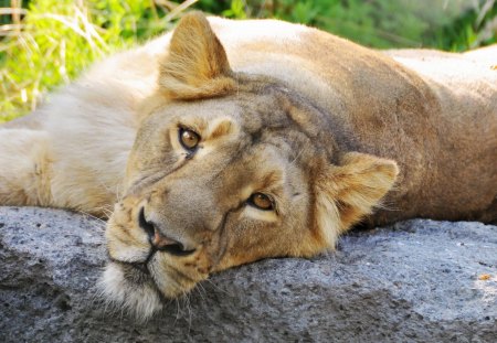 Lonely Lioness - lonely lioness, lion, lioness, female lion