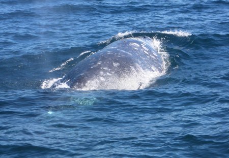 Whale Watching in the Pacific - ocean, whale, gray, pacific