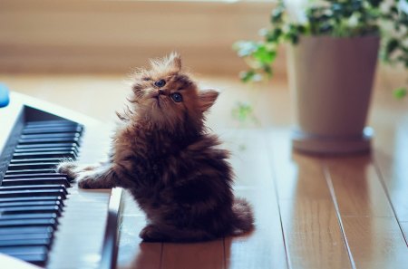 Cute Kitten - cat, cute, music, kitten