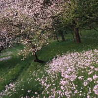 Nature In Pink