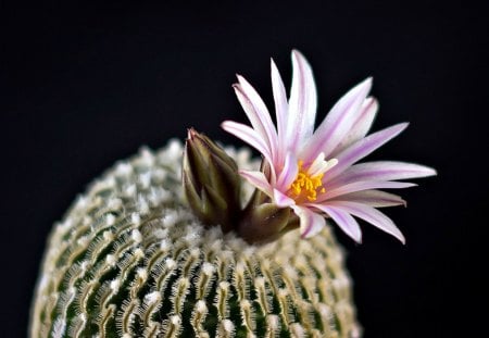 Cactus Flower - flower, cactus, pink, macro