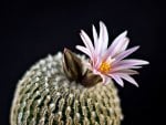 Cactus Flower